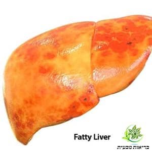 כבד שומני
